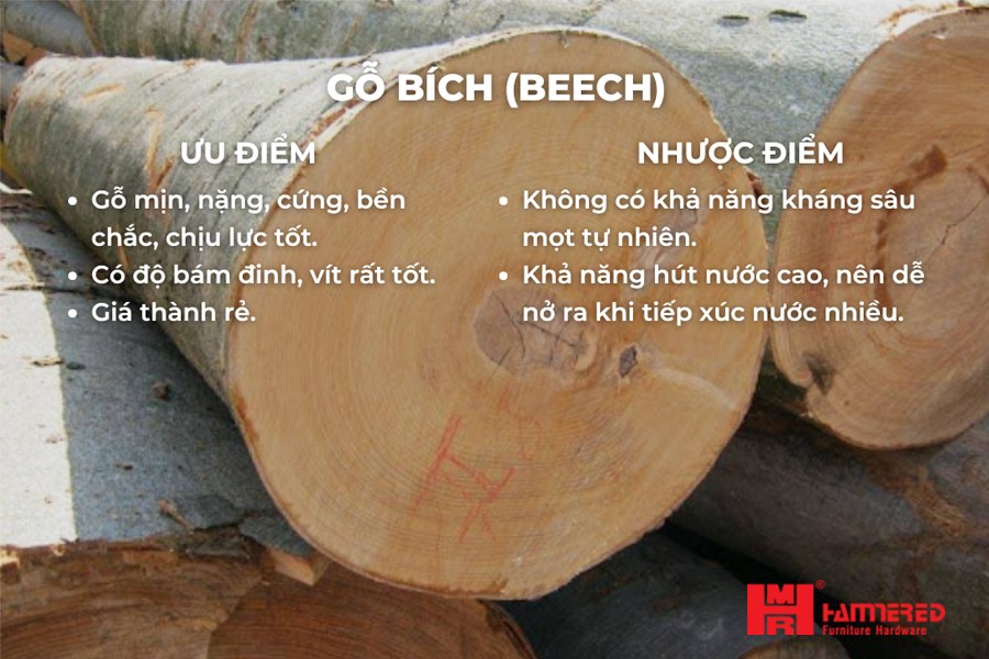 Gỗ bích gỗ beech ưu điểm nhược điểm Gỗ Bích (Beech) - Top 15 loại Gỗ Tự Nhiên