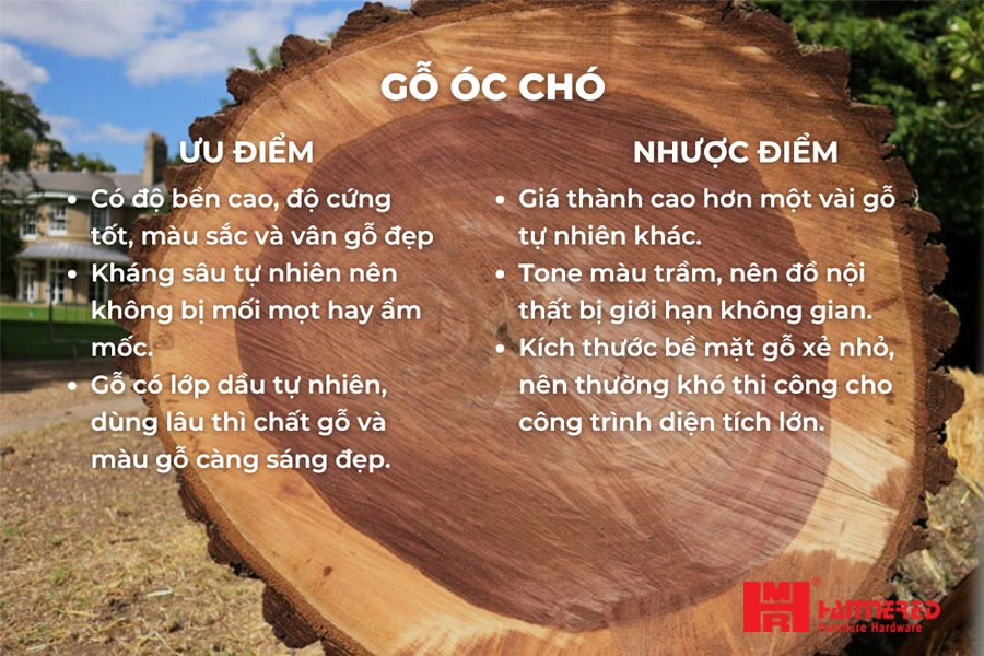 Gỗ óc chó có ưu điểm gì? Gỗ Óc Chó - Top 15 loại Gỗ Tự Nhiên