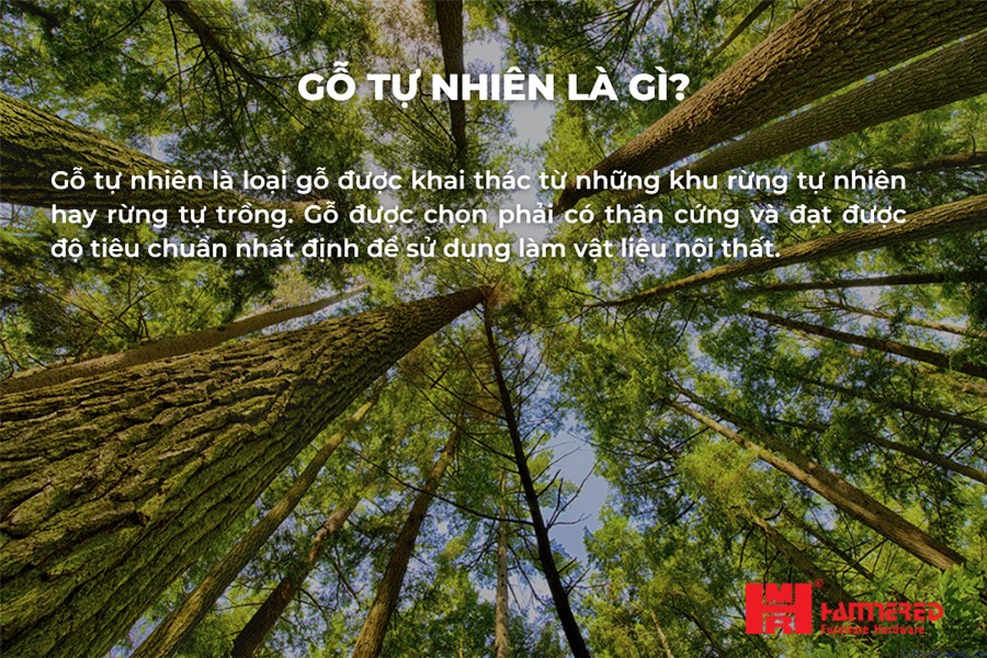 Gỗ Tự Nhiên là gì? Các loại Gỗ Tự Nhiên Tìm hiểu các loại Gỗ Tự Nhiên