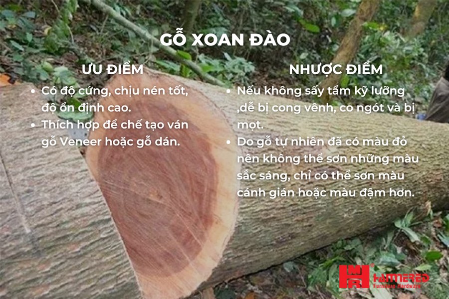 Gỗ xoan đào có ưu nhược điểm gì? Gỗ Xoan Đào - Top 15 loại Gỗ Tự Nhiên